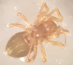 Diplocephalus permixtus