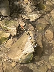 Erpetogomphus designatus