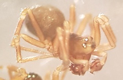 Diplocephalus permixtus