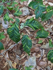 Litylenchus crenatae