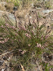 Calluna vulgaris