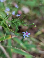Symphyotrichum shortii
