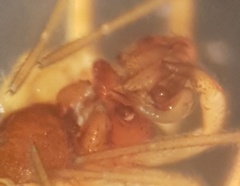 Gnathonarium dentatum