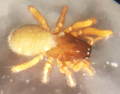 Drepanotylus uncatus