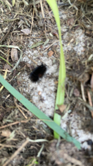 Hypercompe scribonia