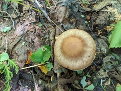 Armillaria