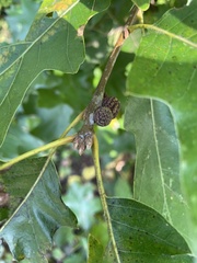 Kokkocynips imbricariae