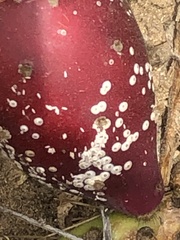 Diaspis echinocacti