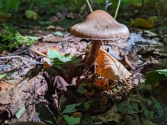 Armillaria