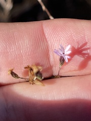 Lessingia micradenia