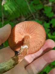 Armillaria