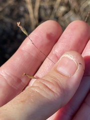 Lessingia micradenia