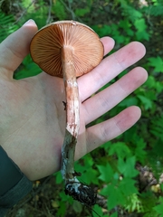 Armillaria