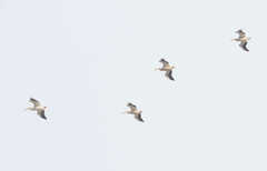 Pelecanus erythrorhynchos