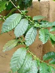 Coffea arabica