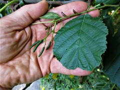 Alnus glutinosa