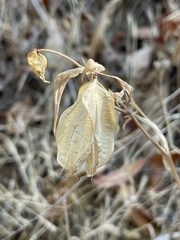 Calochortus albus