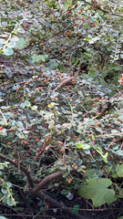 Cotoneaster horizontalis