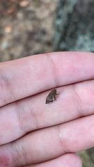 Lepyronia quadrangularis