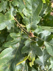 Quercus