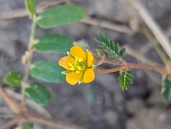 Kallstroemia