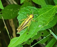 Melanoplini