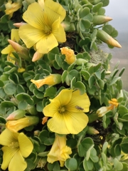 Oxalis gigantea