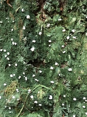 Icmadophila ericetorum