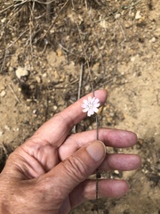 Stephanomeria diegensis