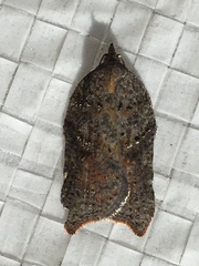 Acleris effractana