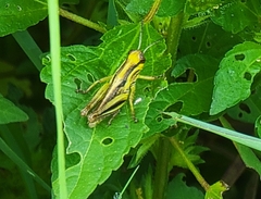 Melanoplini