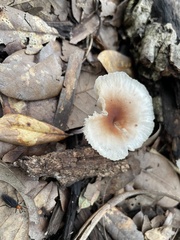 Lepiota rubrotinctoides