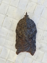 Acleris effractana