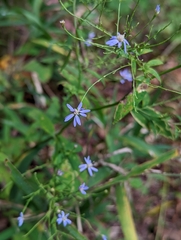 Symphyotrichum shortii