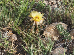 Parodia mammulosa