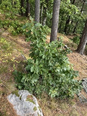 Quercus