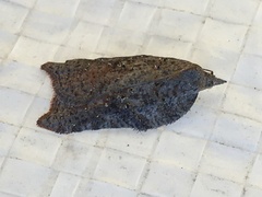 Acleris effractana
