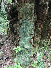 Icmadophila ericetorum