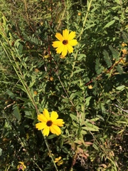 Coreopsis integrifolia
