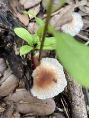 Lepiota rubrotinctoides