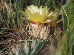 Parodia mammulosa