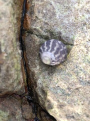 Austrocochlea porcata