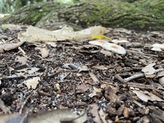 Lepiota rubrotinctoides