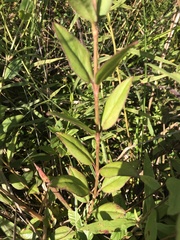 Coreopsis integrifolia