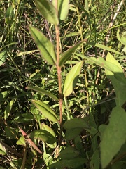 Coreopsis integrifolia