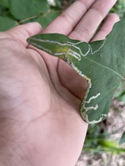 Liriomyza schmidti