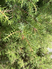Juniperus communis