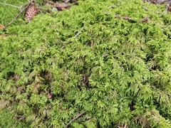 Hylocomium splendens