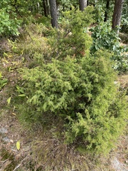 Juniperus communis
