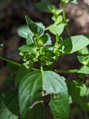 Acalypha neomexicana